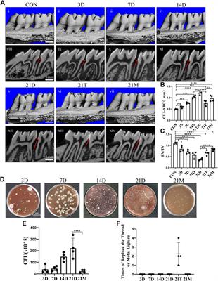 Corrigendum: A modified method for constructing experimental rat periodontitis model